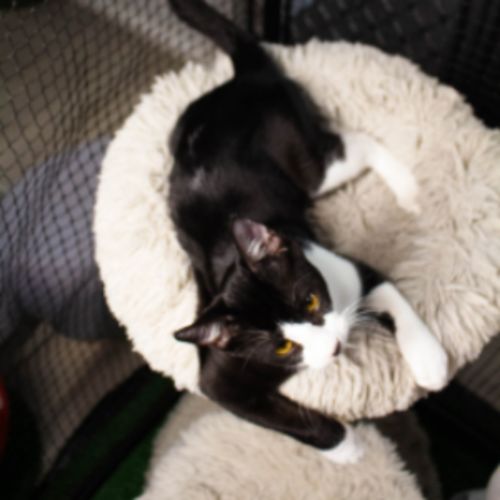 Monty - Domestic Short Hair (DSH) Cat