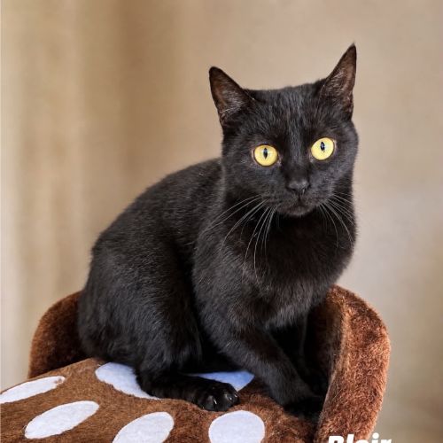 Blair - Domestic Short Hair (DSH) Cat