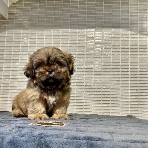 Patty - Shih Tzu Dog