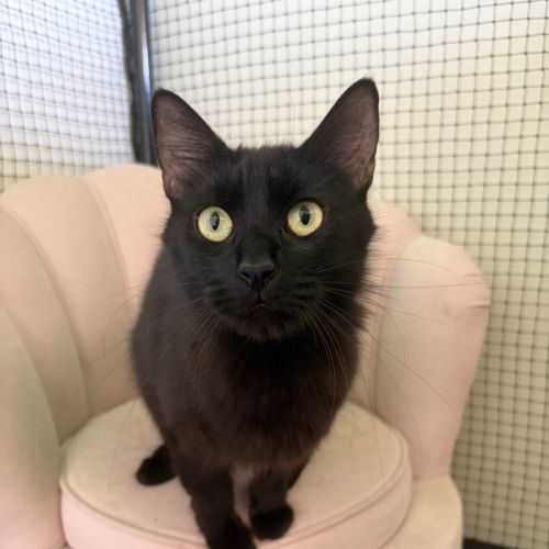 Wednesday - Domestic Long Hair (DLH) Cat