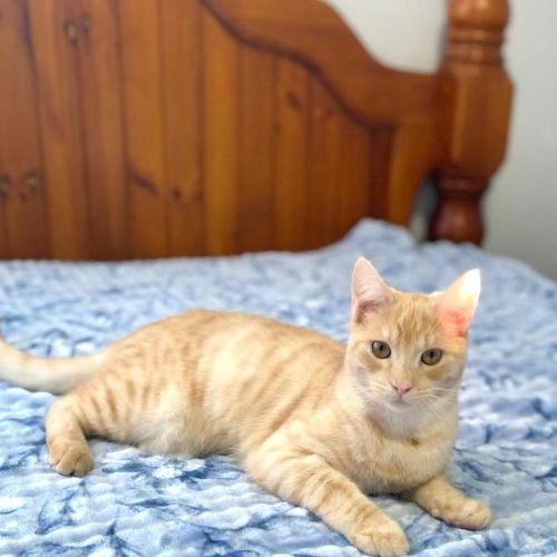 Sparkles - Domestic Short Hair (DSH) Cat