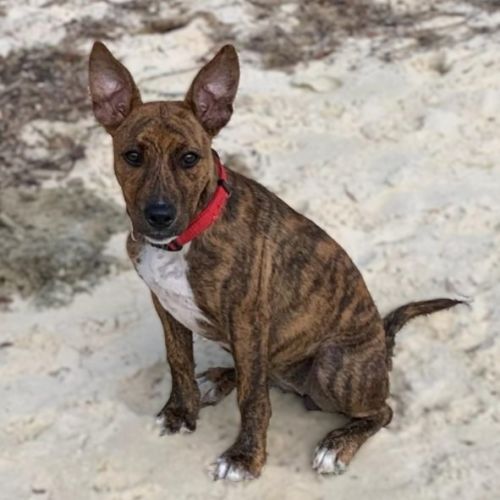 Candy - Mixed breed Dog