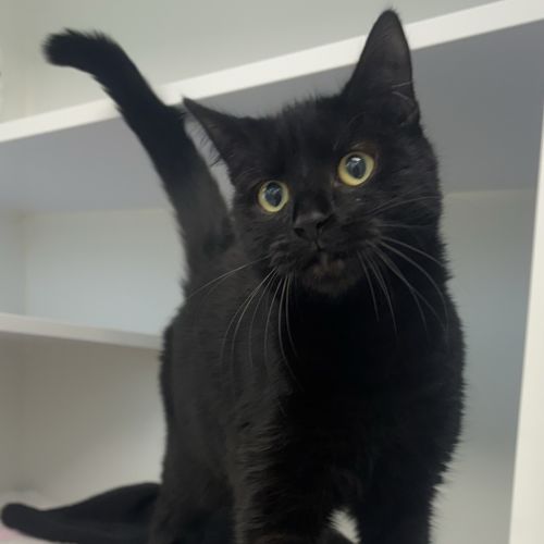 Bubby - Domestic Short Hair Cat
