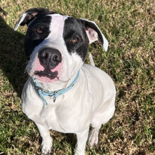 Tessa - Bull Arab x American Staffy Dog