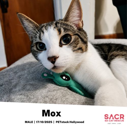 Mox - Domestic Short Hair (DSH) Cat
