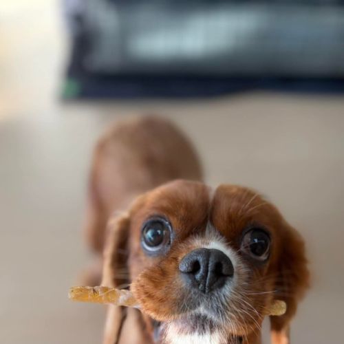 Ruby - Cavalier King Charles Spaniel Dog