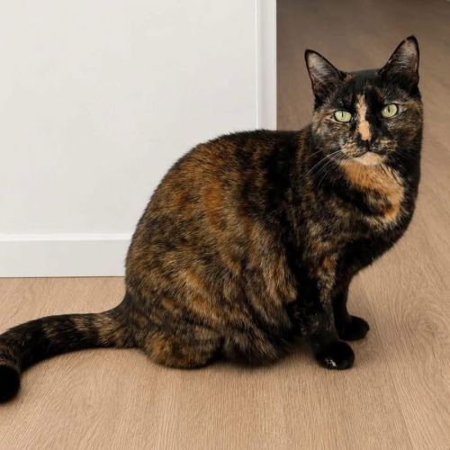 6193 - Minnie - Domestic Short Hair (DSH) Cat