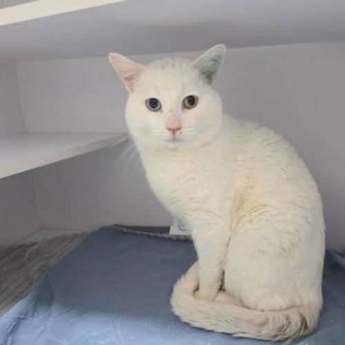 Sunny - Domestic Short Hair Cat