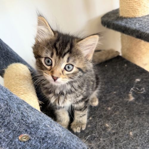 Willow - Dmh Cat