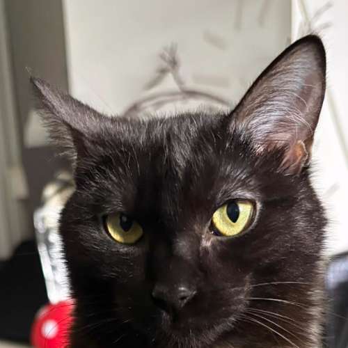 Morticia - Dmh Cat