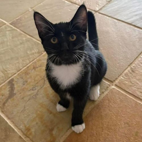 13346 - Nyetiri - Domestic Short Hair (DSH) Cat