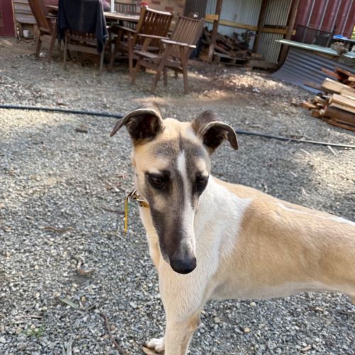 Toby - Greyhound Dog