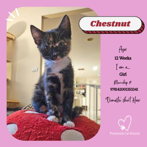 Chestnut - Domestic Short Hair (DSH) Cat