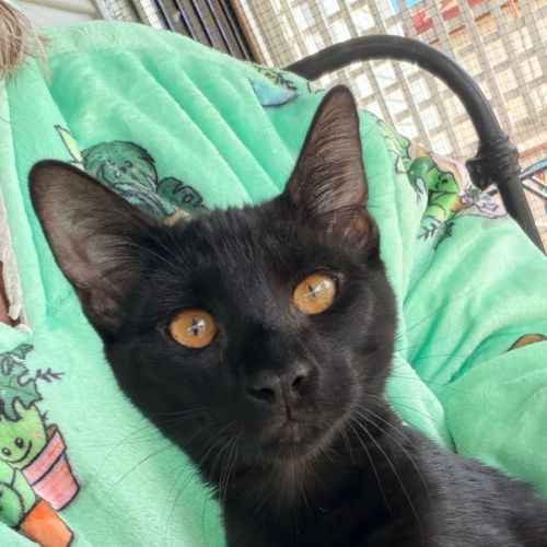 Cash - Domestic Short Hair (DSH) Cat