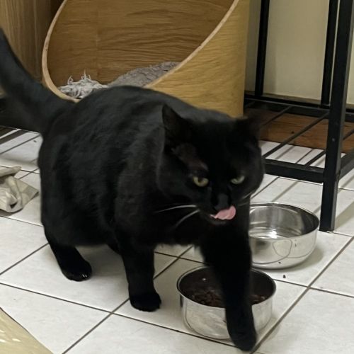 Mr Pickles Available Rutherford PET Quarters - Domestic Short Hair (DSH) Cat