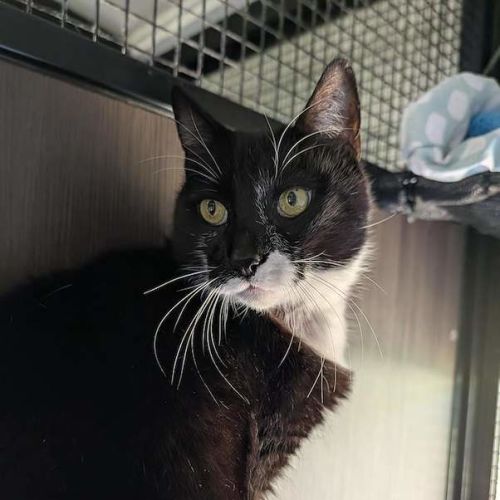 Dynamo - Domestic Short Hair (DSH) Cat