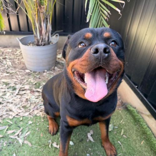 Lucy - Rottweiler Dog