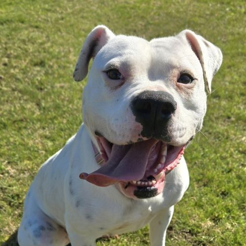 Angel - American Bulldog