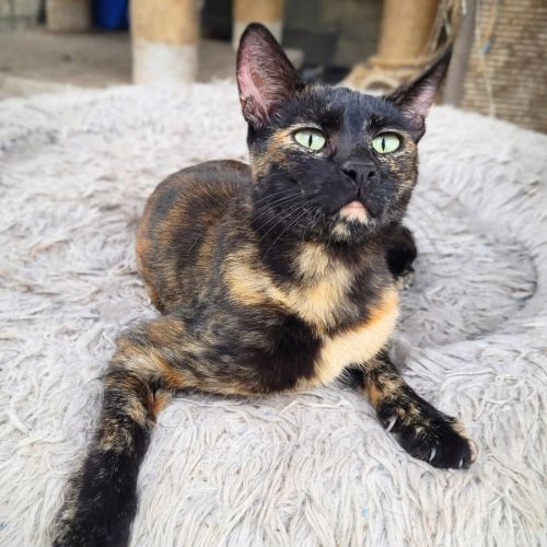 Solar - Domestic Short Hair (DSH) Cat