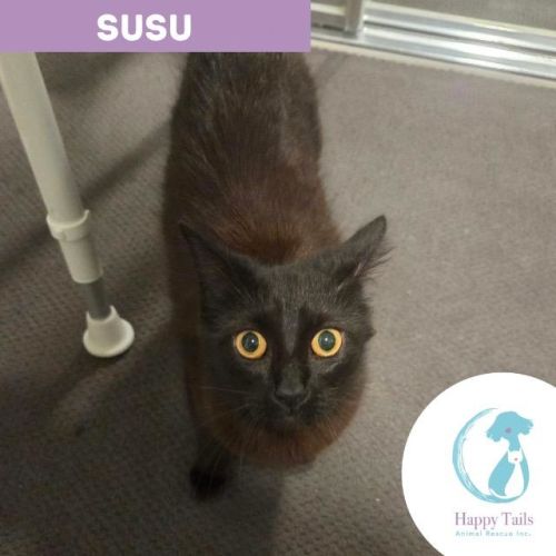 Susu - Domestic Short Hair (DSH) Cat