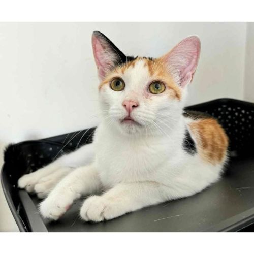 11668 - Glinda - Domestic Short Hair (DSH) Cat