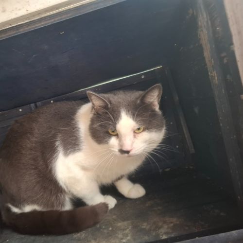 Hercules - Domestic Short Hair (DSH) Cat