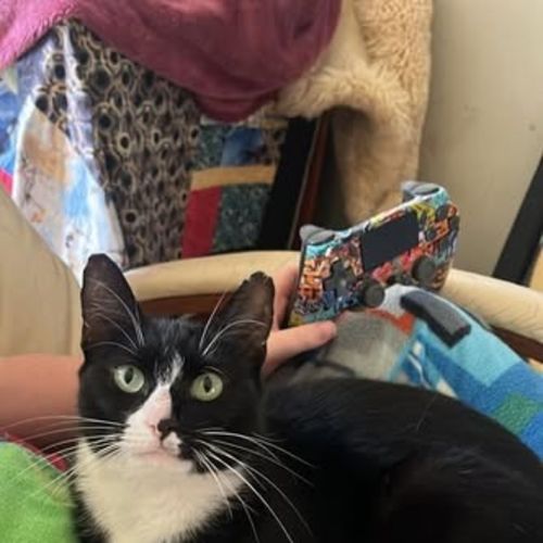 Aura - Domestic Short Hair (DSH) Cat