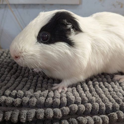 Pirate -  Guinea Pig