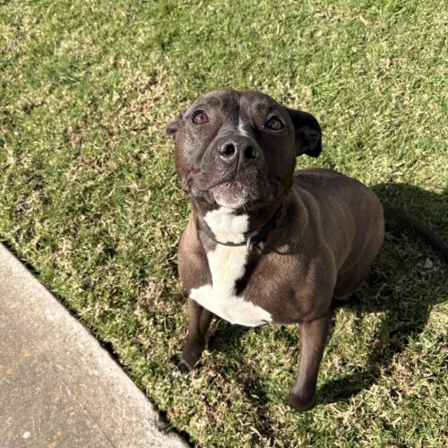 Willow  - Staffordshire Bull Terrier Dog