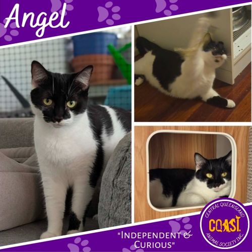 Angel - Domestic Short Hair (DSH) Cat