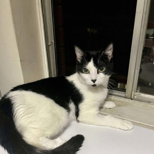 Minnie - Domestic Short Hair (DSH) Cat