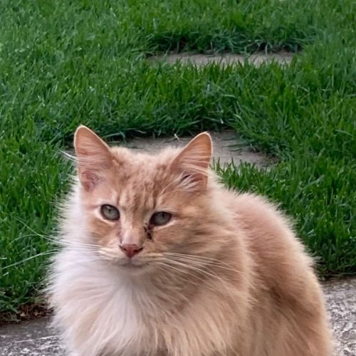 Pickles - Domestic Medium Hair (DMH) Cat