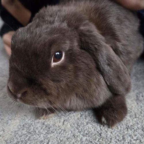 Sunny - Mini Lop Rabbit
