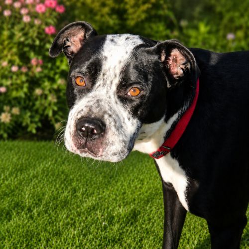 Toby Smooch - Staffordshire Bull Terrier x Cane Corso Dog