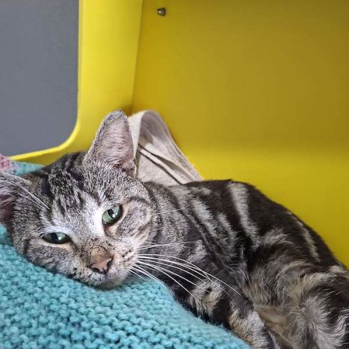 Benjamin - Domestic Short Hair (DSH) Cat