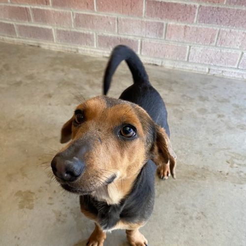 Jimmy - Dachshund Dog