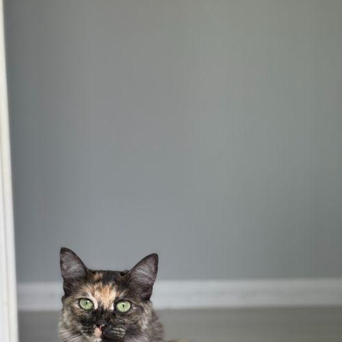 Dash - Domestic Medium Hair (DMH) Cat