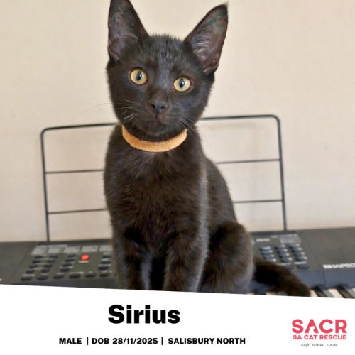 Sirius - Domestic Short Hair (DSH) Cat