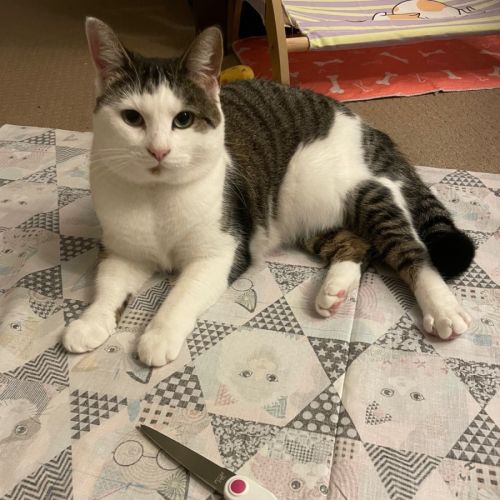 Storm - Domestic Short Hair (DSH) Cat