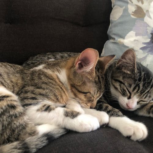 Miley & Robbie  - Domestic Short Hair (DSH) Cat