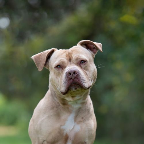 Gunner - Staffy Dog