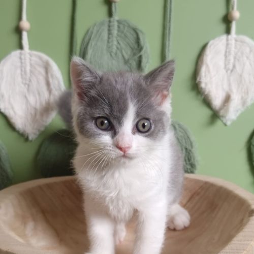 Mia - British Shorthair Cat