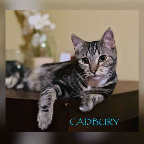 Cadbury - Domestic Short Hair (DSH) Cat