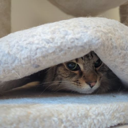 Jax - Domestic Medium Hair (DMH) Cat