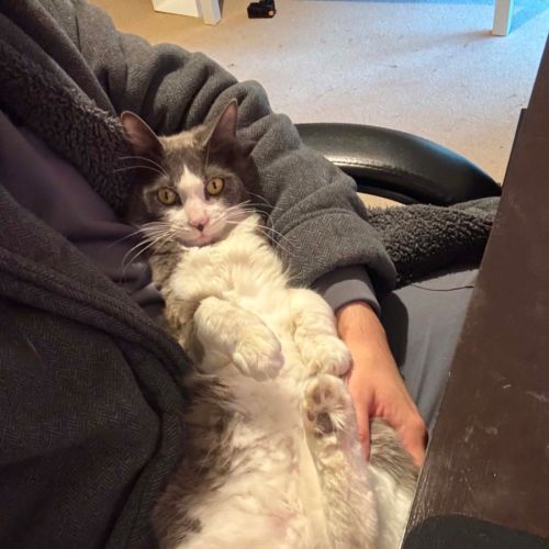 Murphy - Domestic Short Hair (DSH) Cat