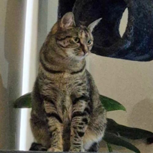 Rosemary  - Domestic Short Hair Cat