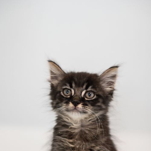 Gizmo And Greta - Domestic Medium Hair Cat