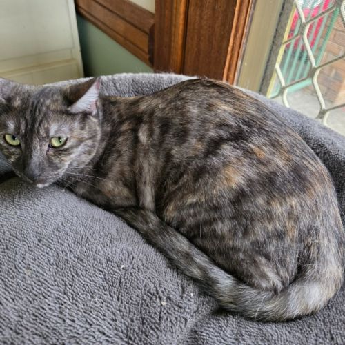 Paprika - Domestic Short Hair (DSH) Cat