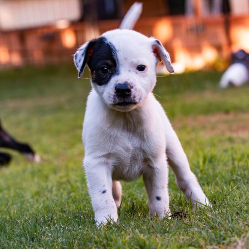 Kennedy - Mixed breed Dog