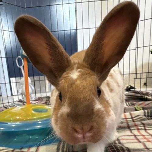 Tana - Mini Lop Rabbit